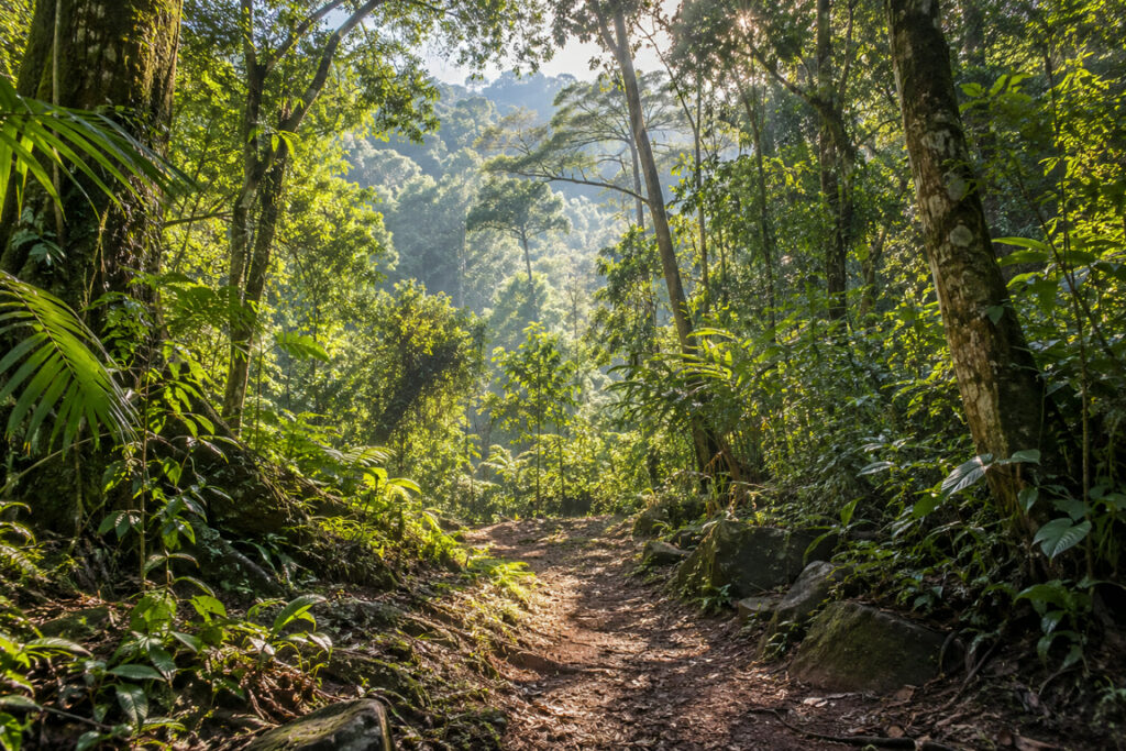 Mata e luz, paisagem ilustrativa
