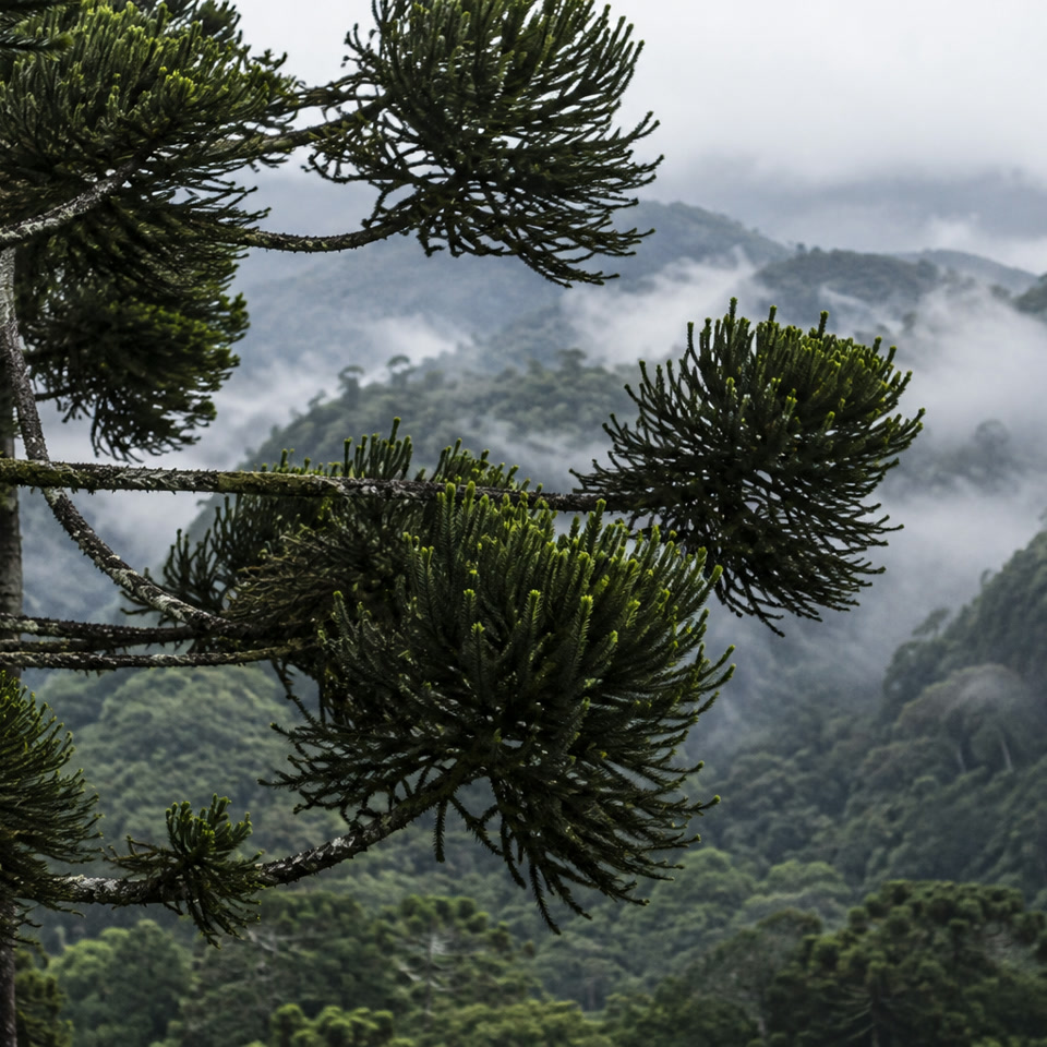 Araucárias em paisagem ilustrativa