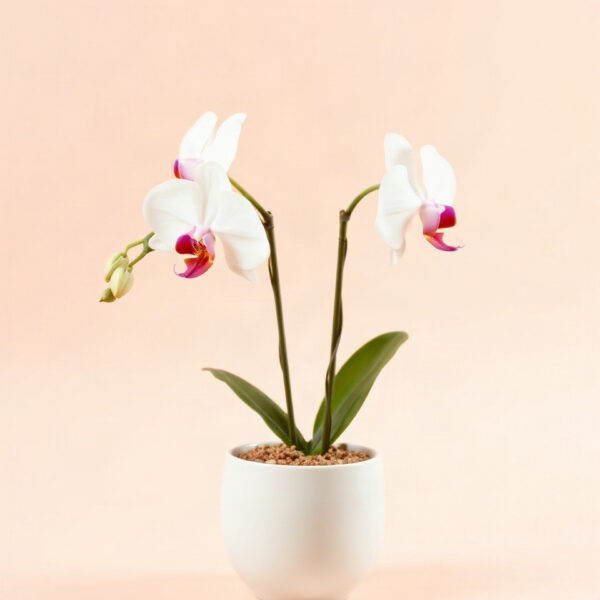 Orquídea branca no vaso de cerâmica